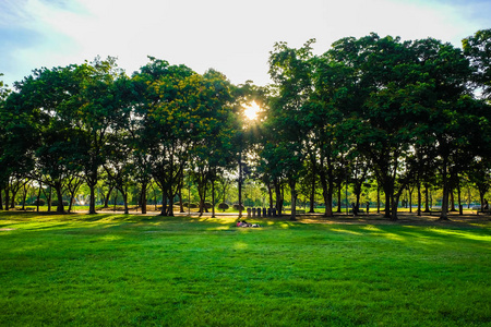 绿色公共公园与阳光和草甸