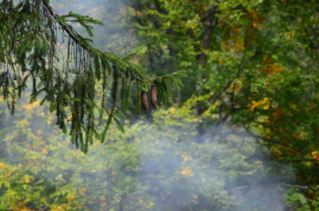 欧洲云杉的一个分支，在雾蒙蒙的针叶林的背景下有一对锥