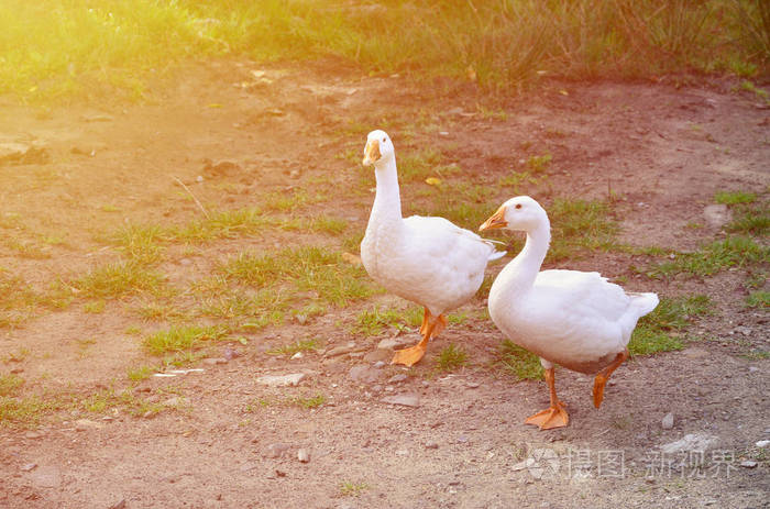 一对滑稽的白鹅正沿着肮脏的草地走着