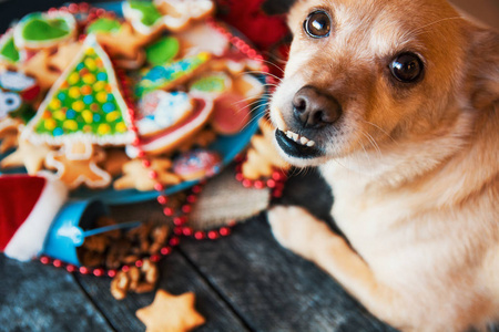 不寻常的狗在桌子上，美味的节日姜饼饼干在木桌上。 圣诞快乐，新年快乐