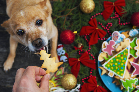不寻常的狗在桌子上，美味的节日姜饼饼干在木桌上。 圣诞快乐，新年快乐