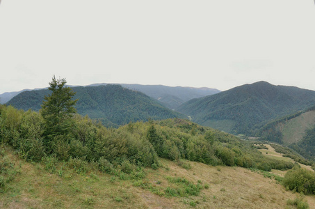 乌克兰喀尔巴阡山脉地形的碎片。 这片森林被喀尔巴阡山的浮雕所原谅