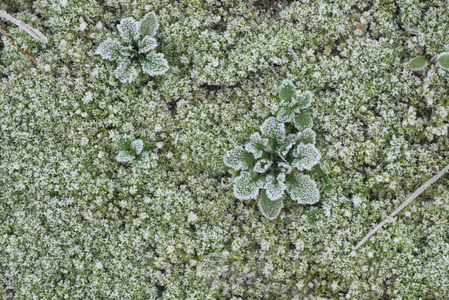 霜下的绿色苔藓