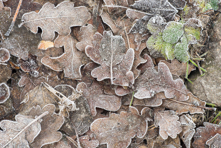 在霜冻下落叶的干叶