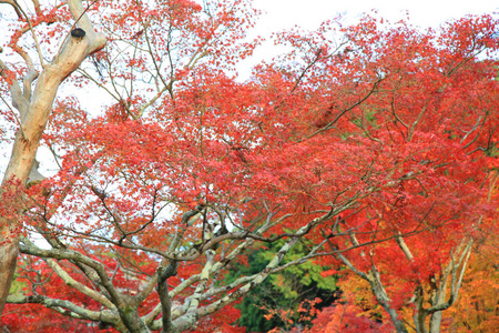 日本京都东寺的叶色变化