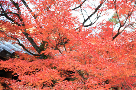 日本京都东寺的叶色变化