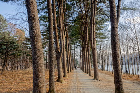 两侧树木之间的人行道和风景优美的自然美景。