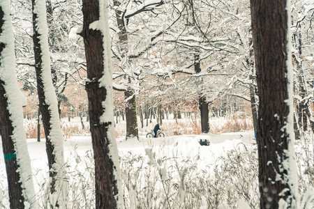 冬天.松树白雪覆盖的森林