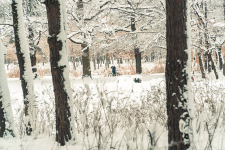 冬天.松树白雪覆盖的森林