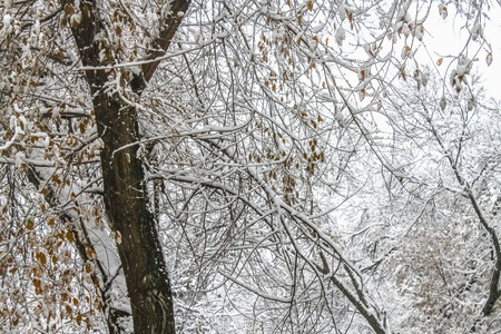 第一场雪。雪花在空中飘扬。树上有白色的树枝。冬天