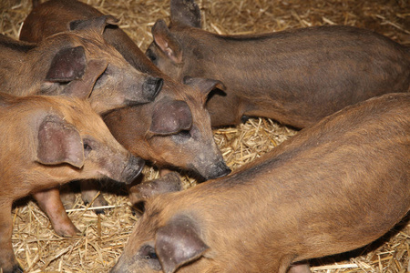 美丽的新生 mangalica 小猪在谷仓里长大