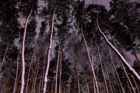 傍晚森林中有雪的树的底部景色图片