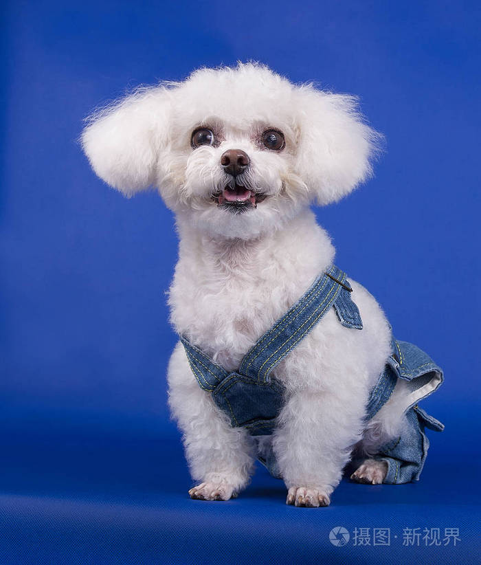 bichonfrise穿着蓝色背景的牛仔套装