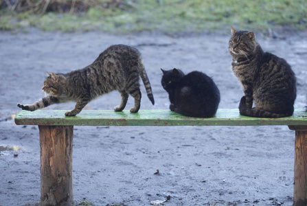 可爱的街头毛绒猫