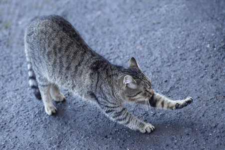 可爱的街头毛绒猫