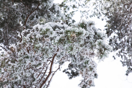 满是雪的树枝
