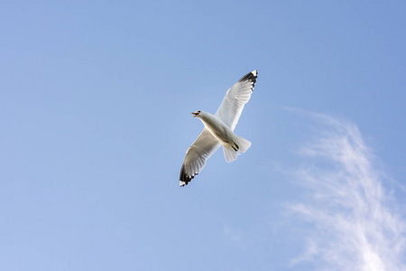 海鸥在挪威的埃古姆海上飞翔