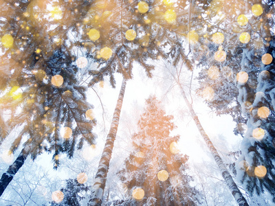 神奇冬日景观森林雪霜与圣诞灯