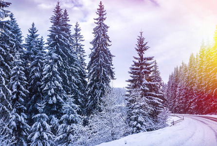 圣诞节的冬季景观，云杉和松树覆盖着雪在山路上