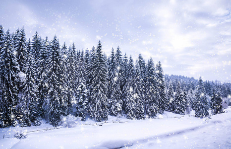 圣诞节的冬季景观，云杉和松树覆盖着雪在山路上