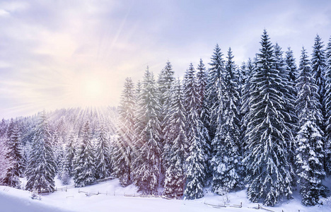 圣诞节的冬季景观，云杉和松树覆盖着雪在山路上
