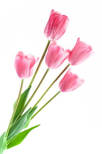 白色背景上分离的粉红色郁金香花束