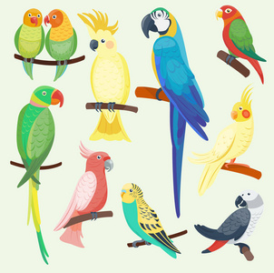 卡通异国鹦鹉设置矢量插图野生动物鸟动物园热带动物苷分离