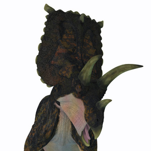 布拉沃塞托普斯是一种食草的陶氏恐龙，生活在白垩纪的德克萨斯美国。