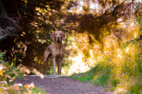 可爱的匈牙利猎犬指针维兹拉在早晨 ssummer 太阳的路径