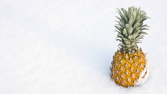 雪地里的大菠萝