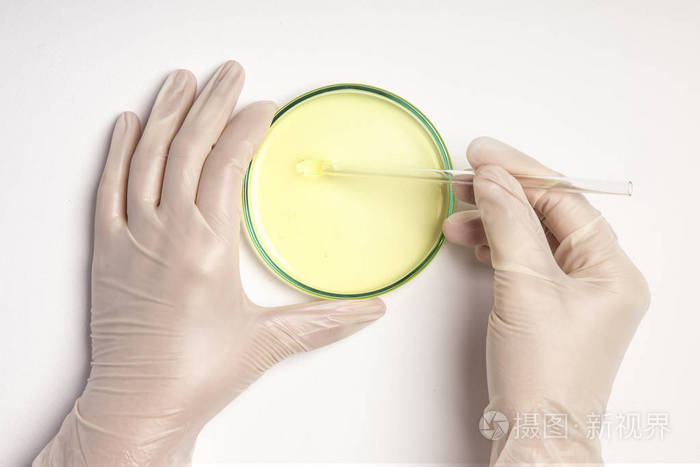 孤立白色背景培养皿中的化学研究在微生物学实验室准备盘子接种板疫苗
