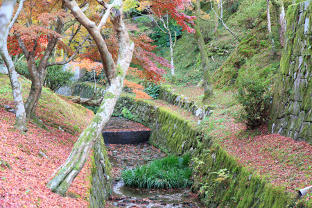 日本京都东寺的叶色变化