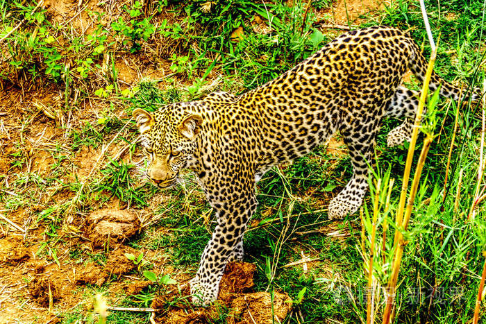 靠近一只豹在橄榄河上漫游。 在南非克鲁格国家公园的法拉博尔瓦镇附近的狩猎船附近被发现