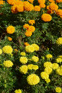 花园里盛开的万寿菊花。 许多小的橙色和黄色的花。 公园里的金盏菊