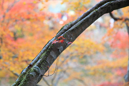 日本京都东寺的叶色变化