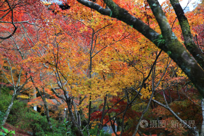 日本京都东寺的叶色变化