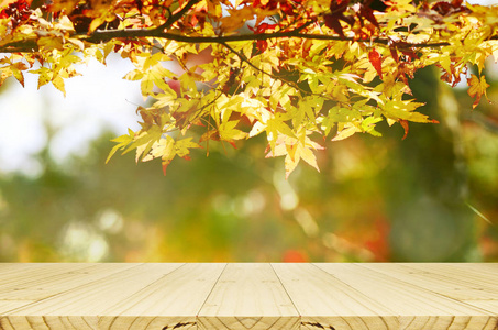 透视木质柜台与日本枫树花园在秋季