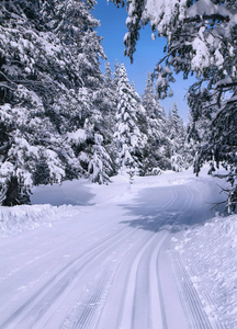 冬季森林滑雪径