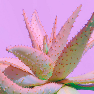 芦荟最小的时尚植物粉红色.色彩设计照片