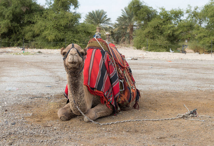 装饰装饰骆驼与毯子休息等待游客