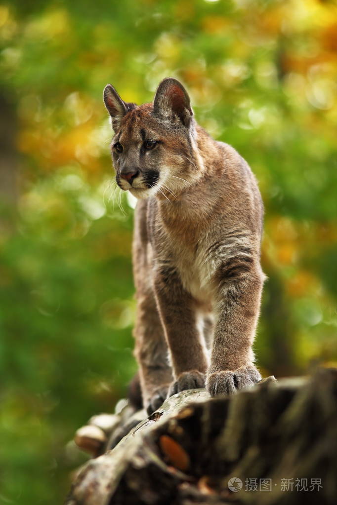 美洲狮是北美最大的猫科动物.照片-正版商用图片10q92w-摄图新视界