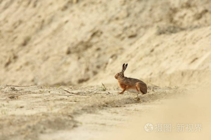 欧洲豹奥地利的野性自由的自然