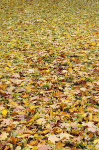 地上有大量落叶和黄秋叶。 秋季背景纹理