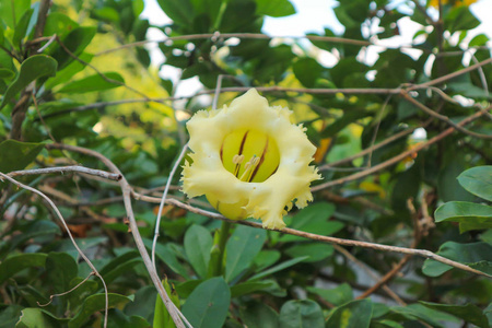 艳丽的 chalicevine 或 Solandra 玉兰