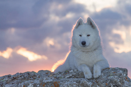在夕阳的余晖下，一只美丽的白色猎犬站在岩石上