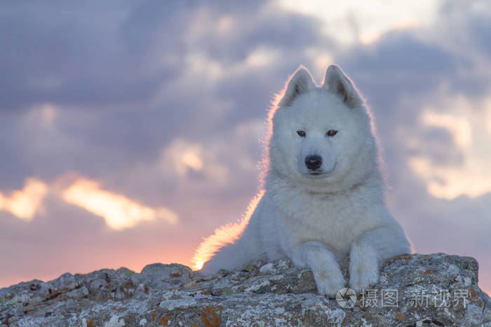 在夕阳的余晖下，一只美丽的白色猎犬站在岩石上