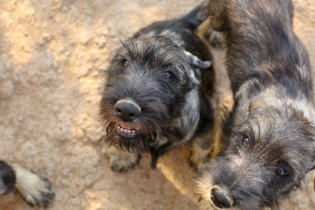 一群好奇的纳瑞 puppys 寻找