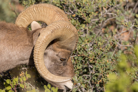 犹他州美丽的沙漠大角羊