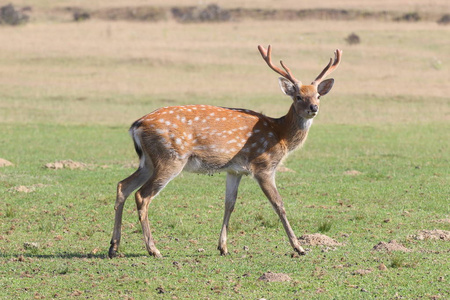 接近一只鹿的头部,对着镜头,背照片