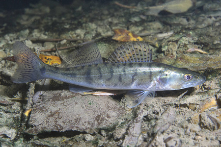 淡水鱼梭子鲈桑德尔露西波卡在美丽的干净磅。 水下在湖中射击。 野生动物。 派克栖息在自然栖息地，背景很好。 住在湖里。